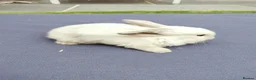 Mini Lop rabbits for sale: Mini Lop Bunnies - Advert 5