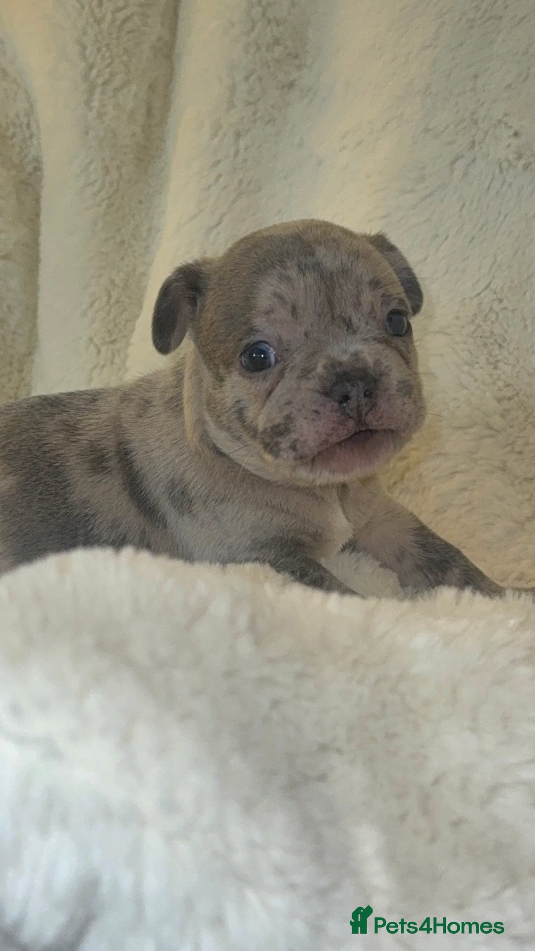 French Bulldog dogs for sale: Lilac blue eyed litter of 6. DWKC registered  - Image 16