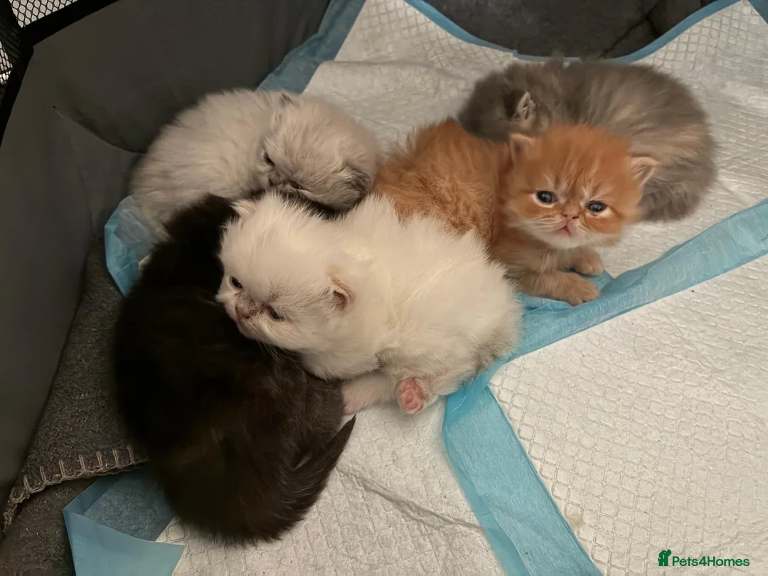 Persian cats for stud: Introducing super stud Snowball  - Advert 10