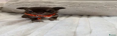 Orange collar