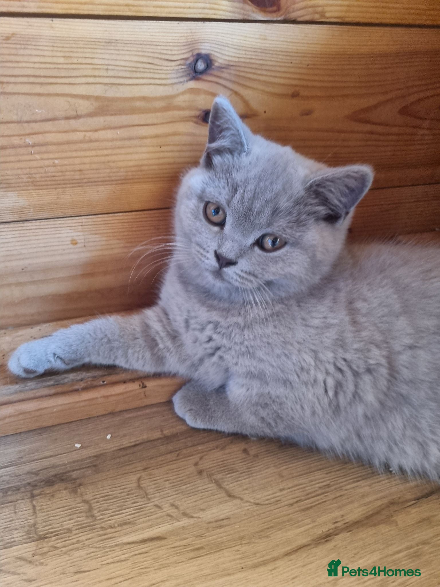 Scottish Fold cats Kittens – Don't Miss Out  - Advert 2