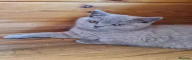 Scottish Fold Kitten 4