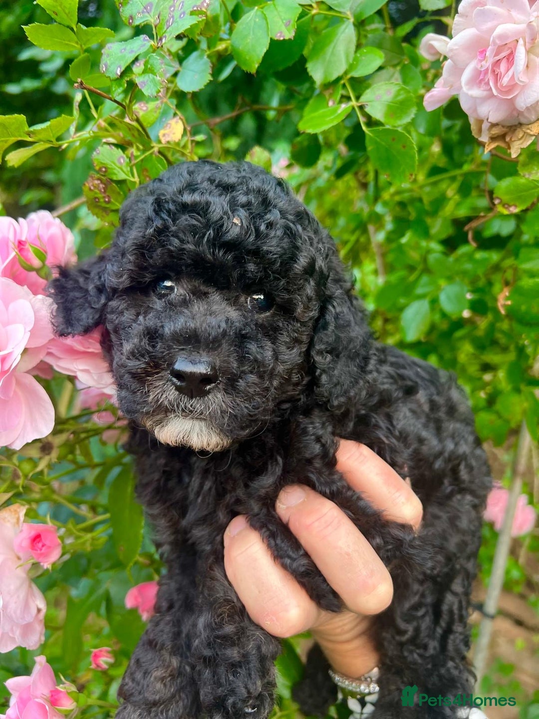 Cavapoo dogs for sale: Cavapoo  - Image 19