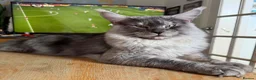 Maine Coon cats for stud:  🐾 Maine Coon for breeding - Advert 3