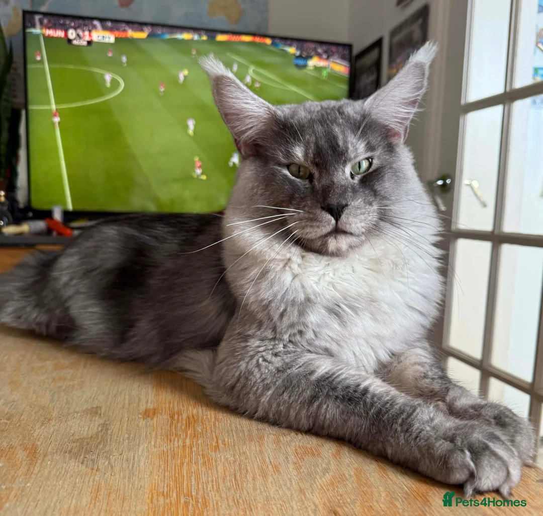 Maine Coon cats for stud:  🐾 Maine Coon for breeding - Advert 3
