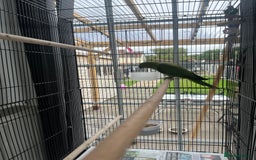 Ringnecks birds for sale: Ring neck parrot  - Image 5