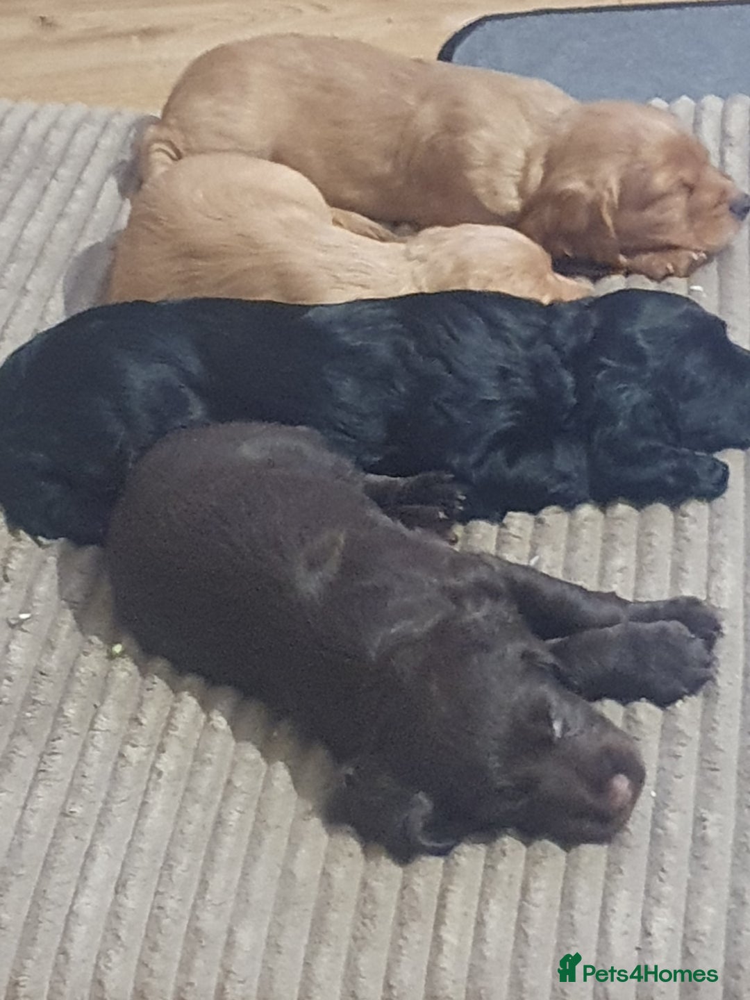 Cocker Spaniel dogs for sale: KC Registered Working Cocker Spaniel  - Advert 29