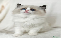 Ragdoll cats for sale: Exquisite Seal Bicolour Ragdoll Boys dolly face - Image 6