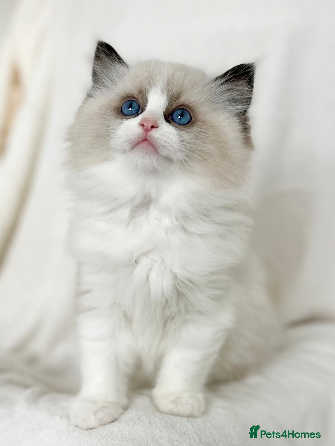 Ragdoll cats for sale: Exquisite Seal Bicolour Ragdoll Boys dolly face - Image 6