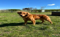 Golden Retriever dogs for sale: Last Stunning Male Pup Health Tested Parents  - Image 12