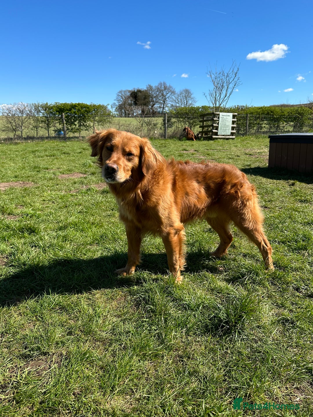 Golden Retriever dogs for sale: Last Stunning Male Pup Health Tested Parents  - Image 12