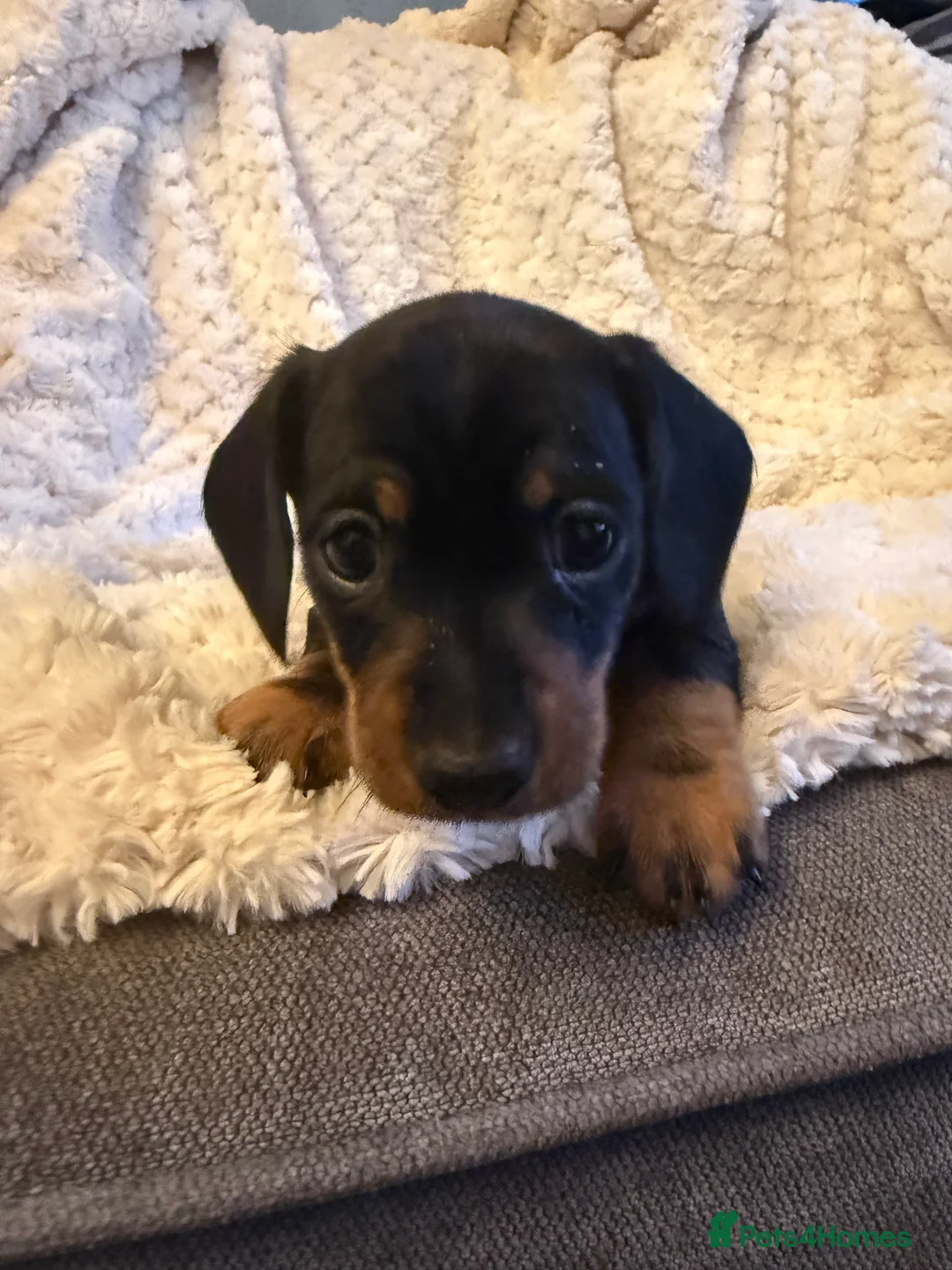 Miniature Dachshund dogs for sale: Black and Tan Miniature Dachshund Puppies  - Advert 15