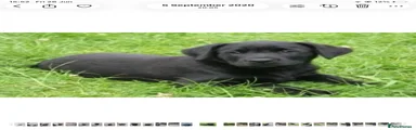 Labrador Retriever 1