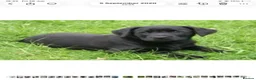 Labrador Retriever dogs for sale: Extensively health tested kc reg Labrador puppies. - Advert 8