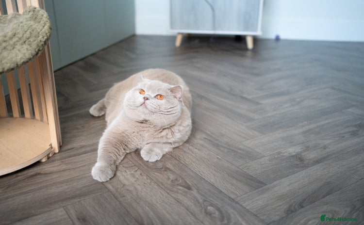 British Shorthair cats Lilac male for stud service  in Greenhithe - Advert 12