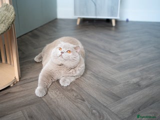 British Shorthair cats Lilac male for stud service in Greenhithe - Advert 15
