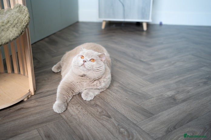 British Shorthair cats Lilac male for stud service in Greenhithe - Advert 12