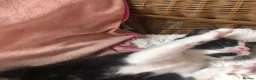 Domestic Shorthair cats for sale: Black and white domestic short hair boy kittens in Buxton - Advert 5