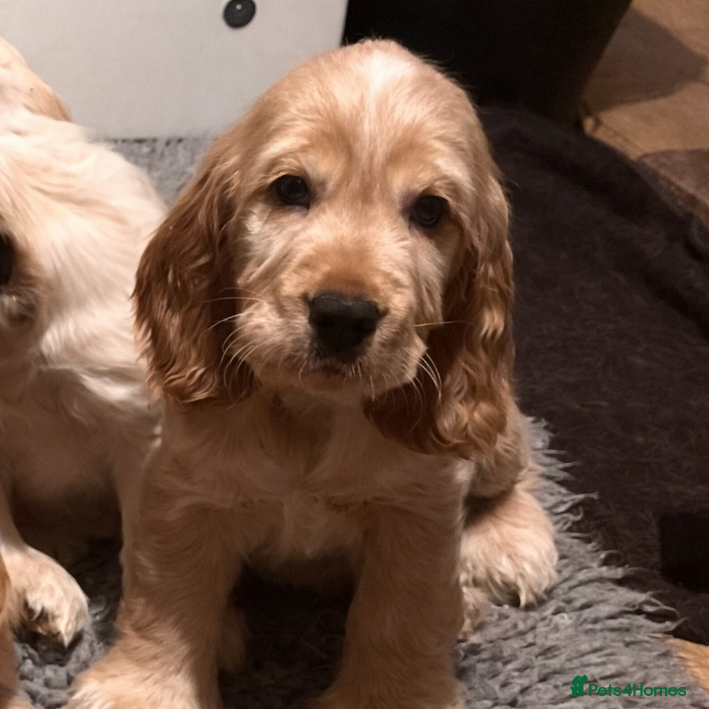 Cocker Spaniel dogs Show type Cocker Spaniels - Advert 8