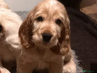 Cocker Spaniel dogs Show type Cocker Spaniels - Advert 8