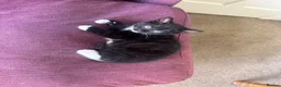 Mixed Breed cats for sale: Beautiful tabby and black kittens-  £150 ready now in Barnstaple - Advert 4