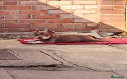American Bully dogs for sale: American Bully Pocket extreme  - Image 3