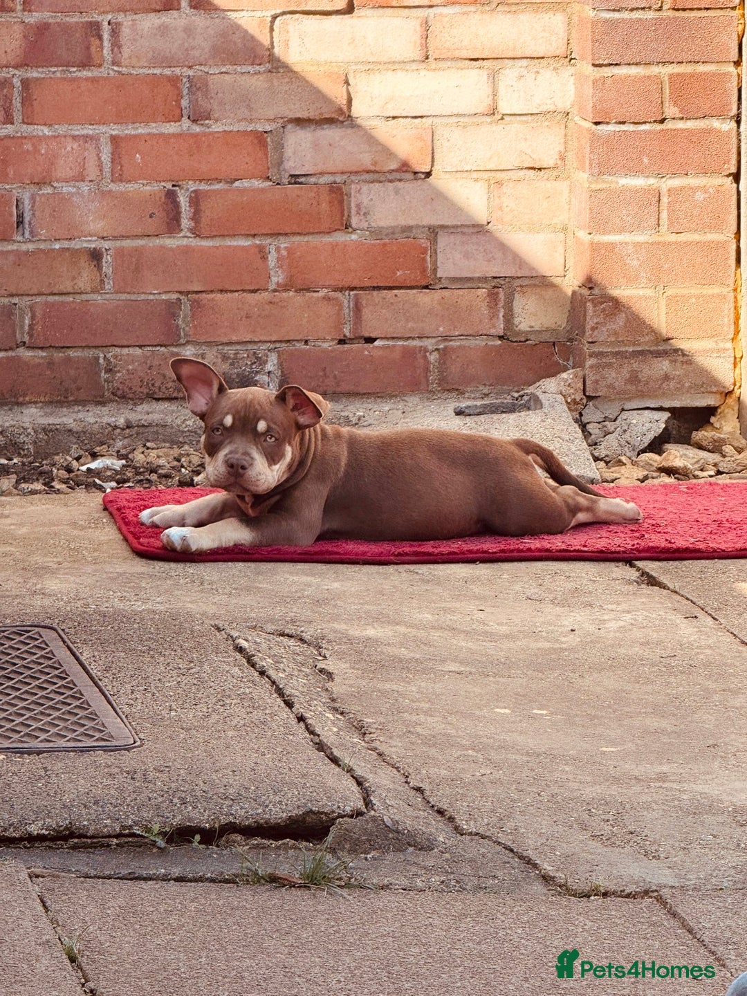 American Bully dogs for sale: American Bully Pocket extreme  - Image 3
