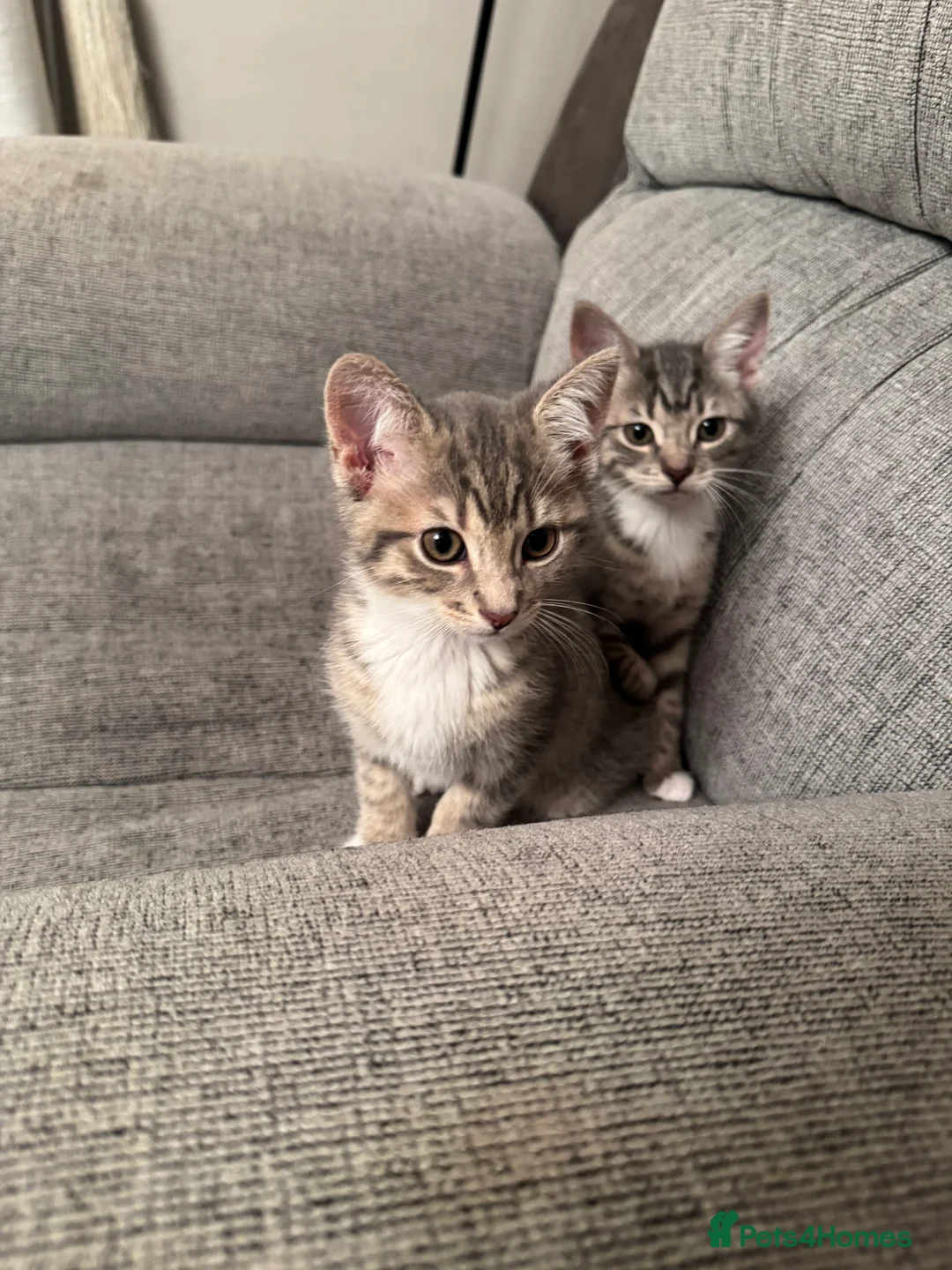 Mixed Breed cats for sale: Beautiful Kittens Ready for Their Forever Homes - Advert 7