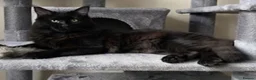 Maine Coon cats for sale: TICA EXCEPTIONAL GIANT & GENTLE MAINE COON KITTENS in Greenford - Advert 8