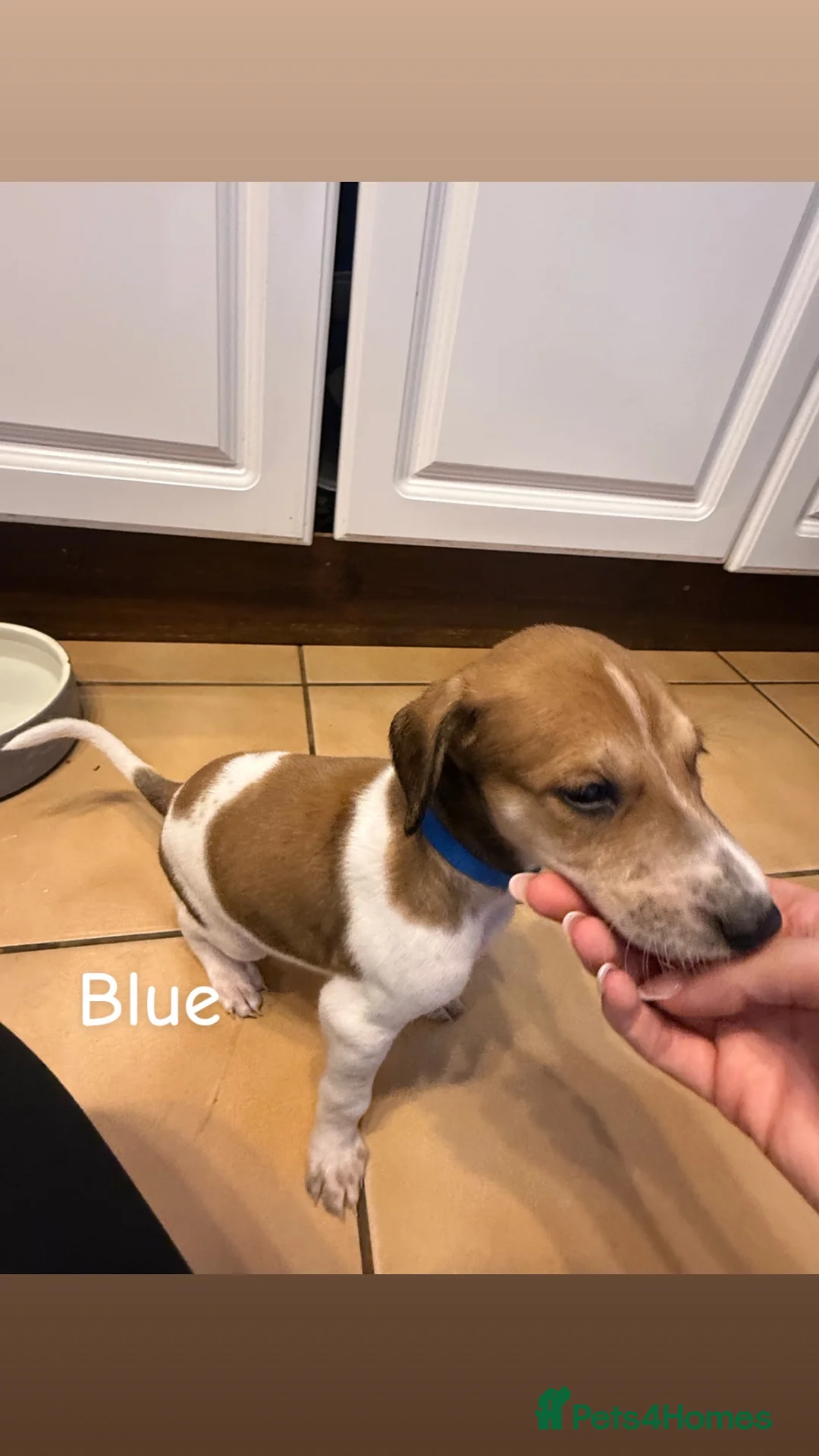 Saluki dogs for sale: Saluki greyhound puppies- Boys in Dover - Advert 31