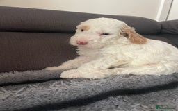Australian Labradoodle dogs for sale: Australian Labradoodle Puppies – Ready Now🐶 - Image 26