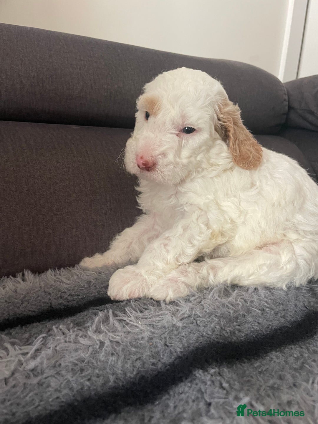 Australian Labradoodle dogs for sale: Australian Labradoodle Puppies – Ready Now🐶 - Image 26