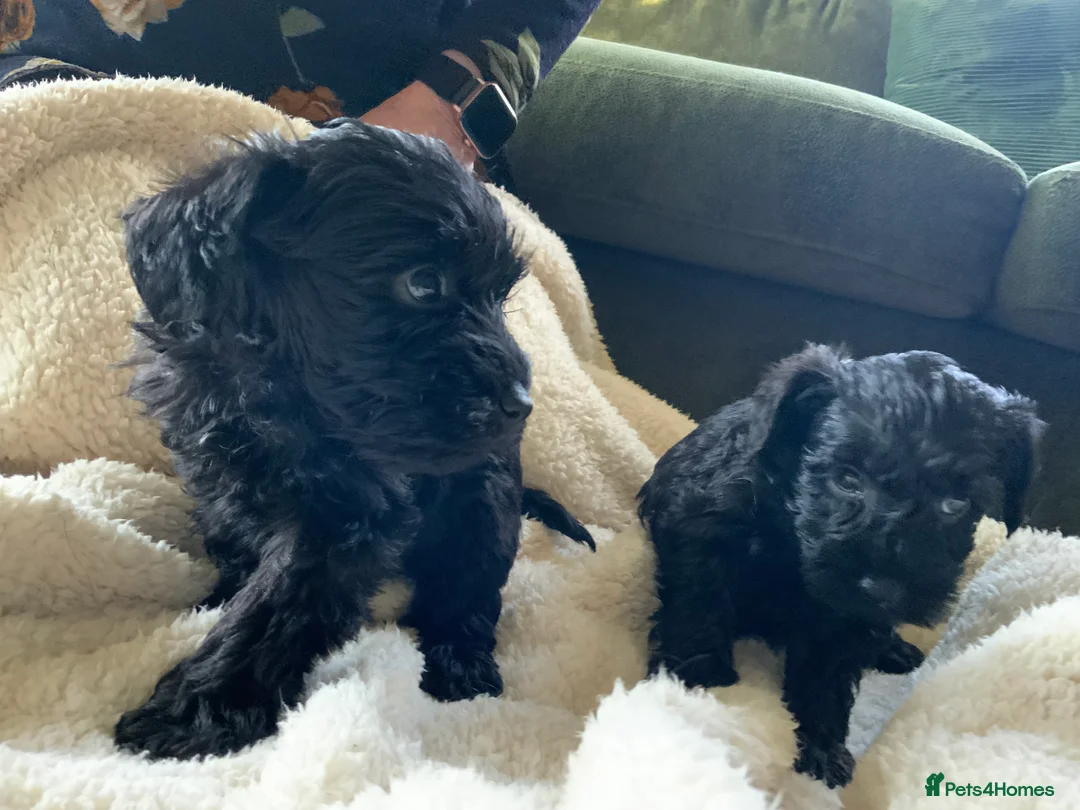 Schnoodle dogs for sale: Stunning miniature Schnoodle puppies - Advert 13