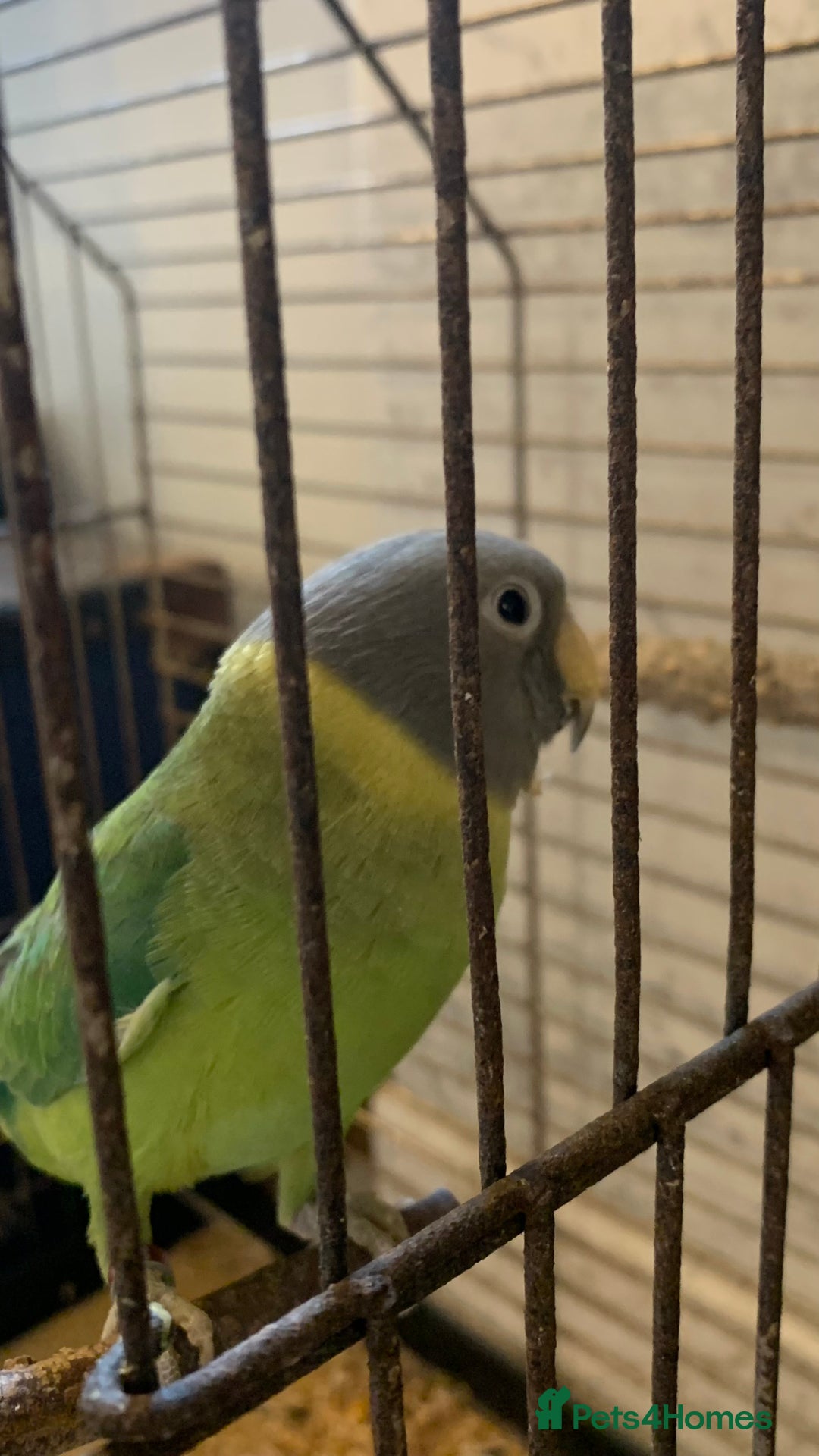 Ringnecks birds for sale: cockatiel ring neck parakeets rosella - Image 6