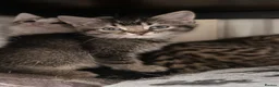 Mixed Breed cats for sale: Beautiful kittens ready for new loving homes  - Advert 2
