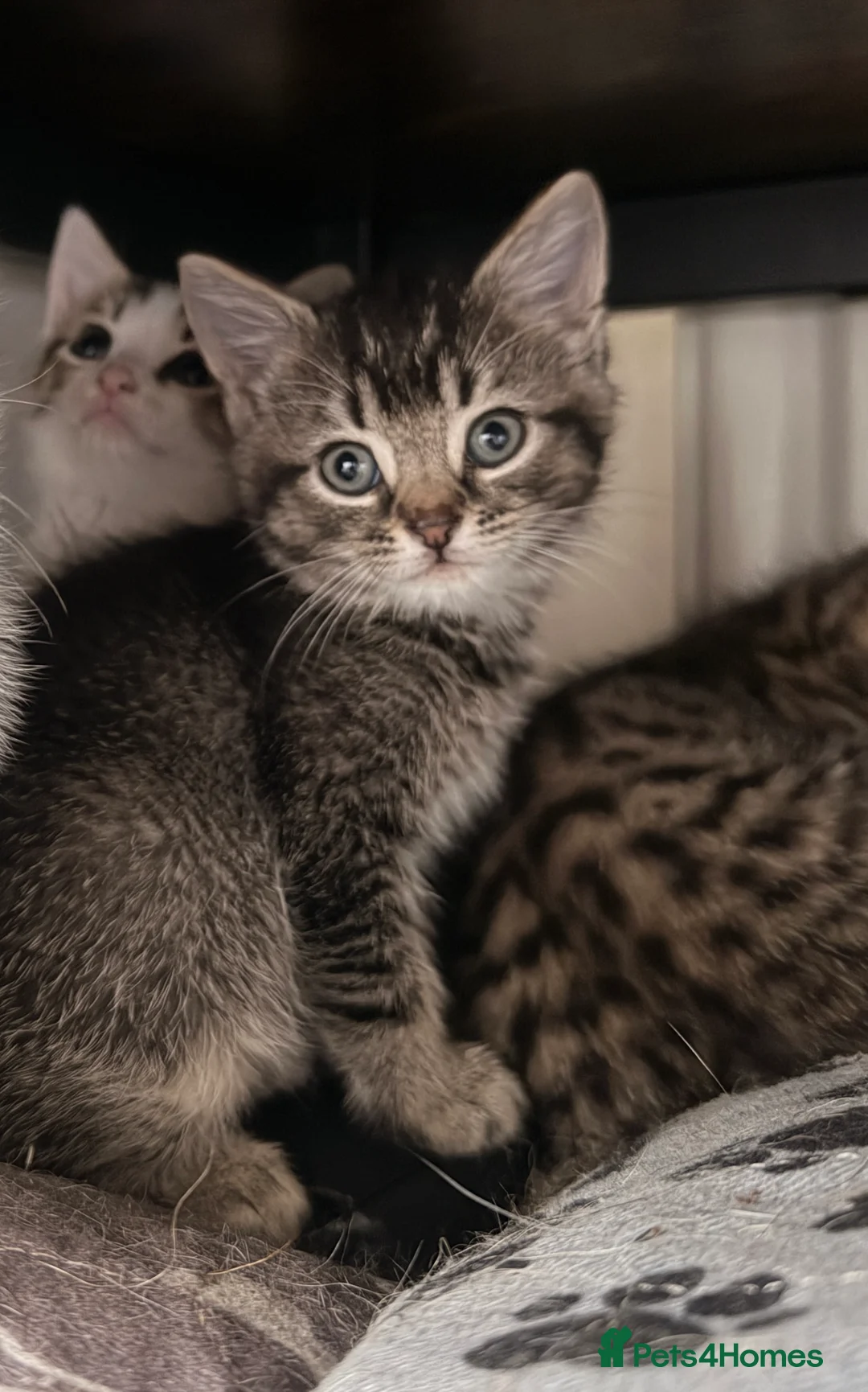 Mixed Breed cats for sale: Beautiful kittens ready for new loving homes  - Advert 2