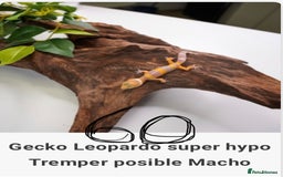 Gecko reptiles for sale: Crested and Leopard geckos available - Advert 15