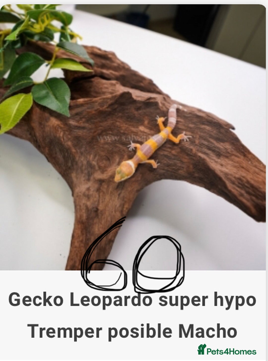 Gecko reptiles for sale: Crested and Leopard geckos available - Advert 15