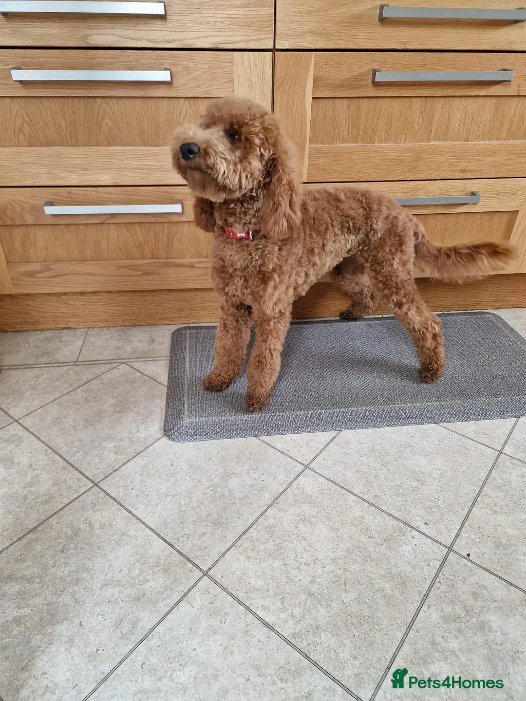 Labradoodle dogs for sale: Stunning Irishdoodle health tested parents  - Advert 2