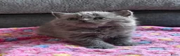 British Shorthair cats for sale: Gorgeous British Short Hair - Advert 3