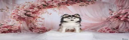Pomsky dogs for sale: F4 Pomsky females from health tested parents - Advert 27