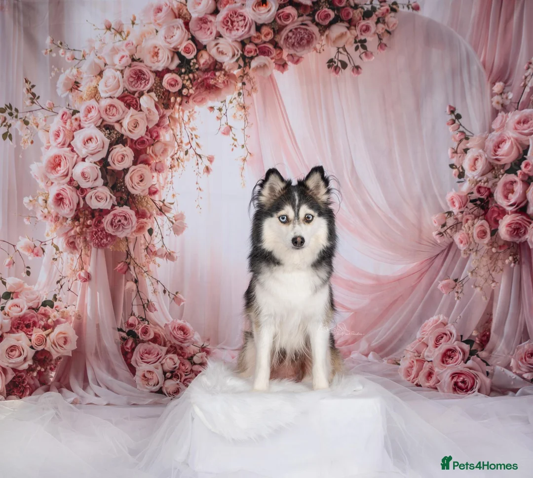 Pomsky dogs for sale: F4 Pomsky females from health tested parents - Advert 27