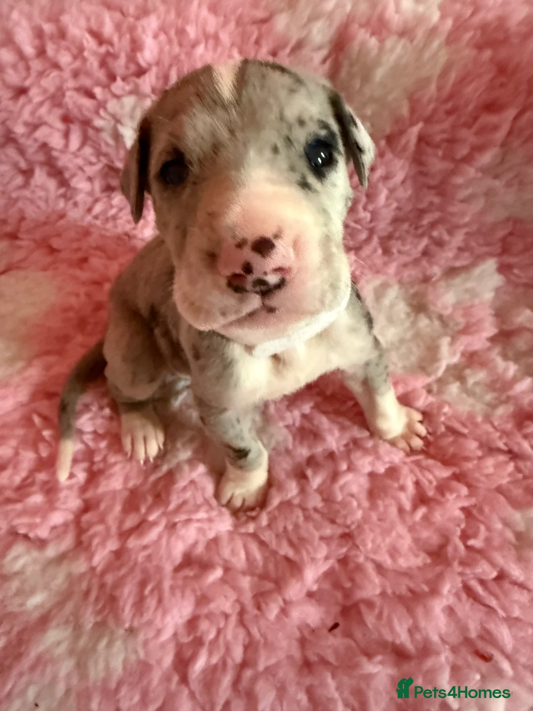 Great Dane dogs for sale: Stunning pure bred Great Dane puppies in St. Ives - Advert 27