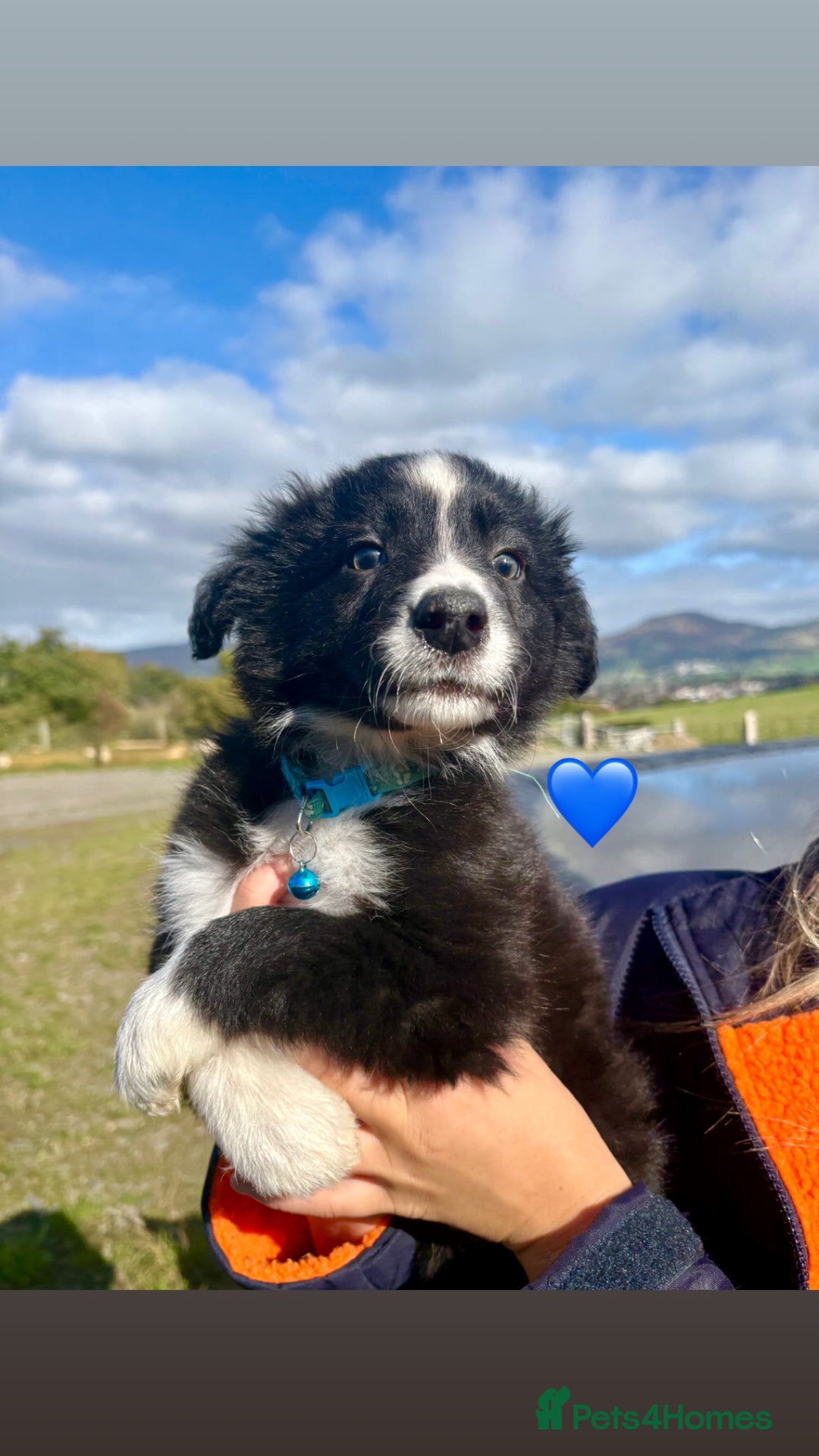 Border Collie dogs for sale: Pure bred, beautiful Border Collie puppies 🖤🤍🐾 - Image 18