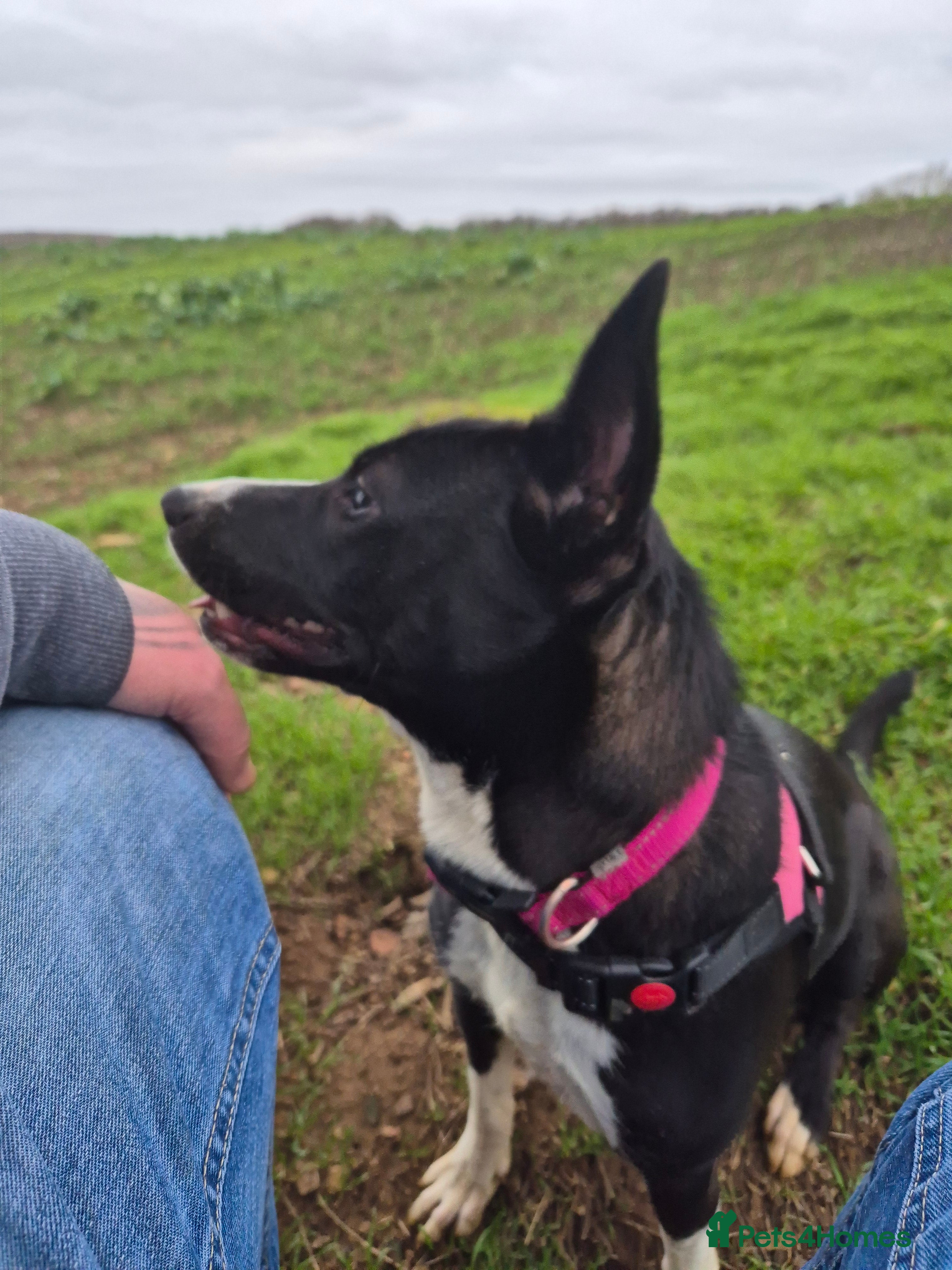 Mixed Breed dogs Female cross breed - Advert 2