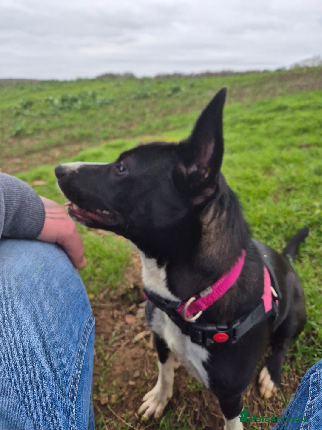 Mixed Breed dogs for sale: Female cross breed - Advert 1