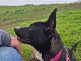 Mixed Breed dogs Female cross breed - Advert 2