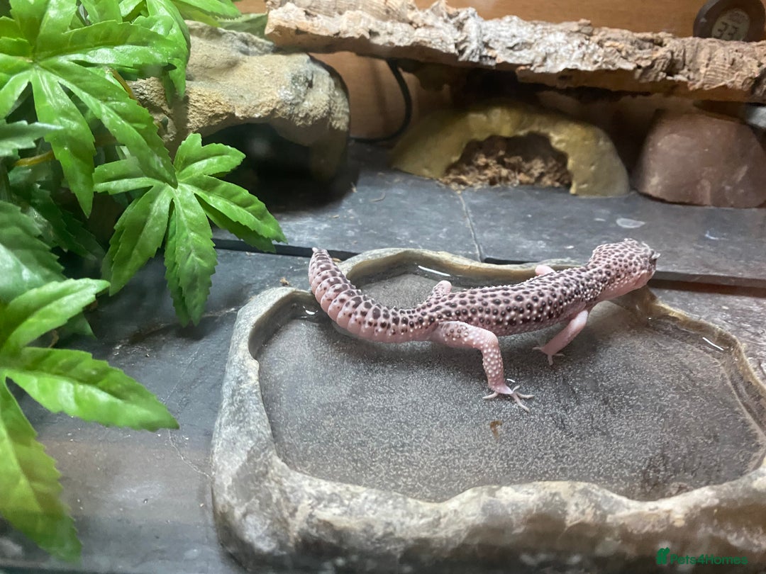 Leopard Gecko reptiles for sale: Snow leopard gecko and vivarium  - Image 7
