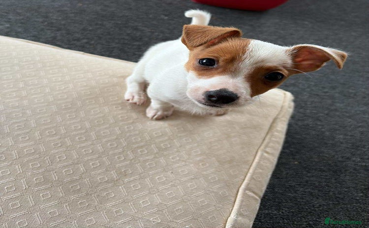 Mixed Breed dogs - Advert 3