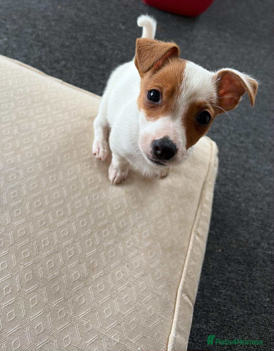 Mixed Breed dogs for sale: Male puppy - Image 1
